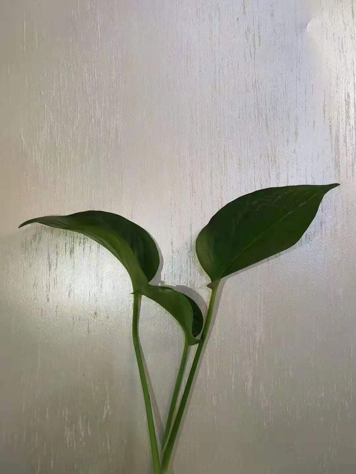珍丝绒系列